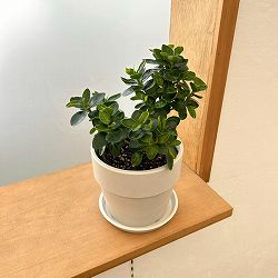 ガジュマル：じっくり育てたパンダガジュマル　3.5号ポット　鉢カバー付き(アーバンプランツポットソリッド　ミルク)