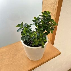 ガジュマル：じっくり育てたパンダガジュマル　3.5号ポット 鉢カバー付き(樹脂製鉢カバー・シティローMホワイト)