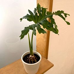 フィロデンドロン：セローム（根上がり）　4号　鉢カバー付き(樹脂製鉢カバー・シティローMホワイト)