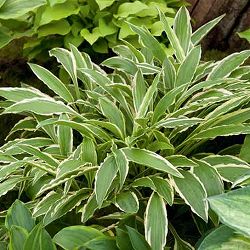 [26年4月下旬予約]ギボウシ：スティレット3号ポット