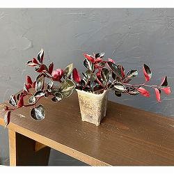 ぺぺロミア ：メタリカsp.　2.5号ポット26-01