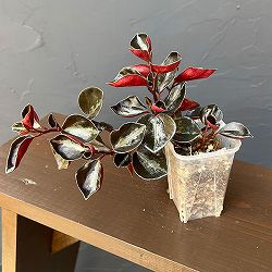 ぺぺロミア ：メタリカsp.　2.5号ポット26-02