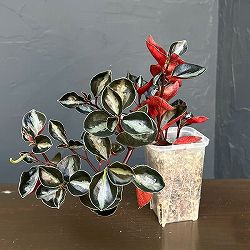 ぺぺロミア：メタリカsp.　2.5号ポット26-03