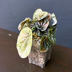 ぺぺロミア ：SANGO　2.5号ポット26-01