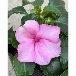 [26年4月上旬予約]インパチェンス：ビーコン　ライトピンク3-3.5号ポット