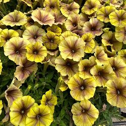 ペチュニア：マチュアアプリコット3号ポット