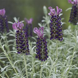 フレンチラベンダー（シルバーリーフ）：サクレクール　パープル5号鉢植え