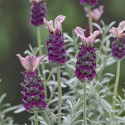 フレンチラベンダー（シルバーリーフ）：サクレクール　ピンク5号鉢植え