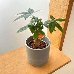 パキラ：グラブラ　3.5号ポット　鉢カバー付き(SKステップH12：アッシュグレイ)