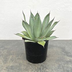 アガベ：グアダラハラナ　7号鉢植え*
