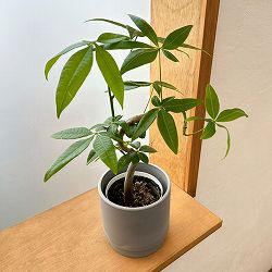 パキラ：グラブラ（ちょっと曲げ仕立て）　3.5号鉢入り　鉢カバー付き(SKステップH12：アッシュグレイ)