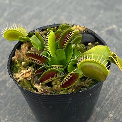 ハエトリソウ：ジャイアントトラップ　2号ポット