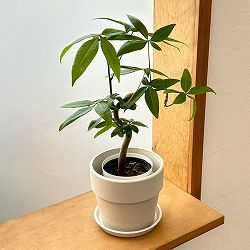 パキラ：グラブラ（ちょっと曲げ仕立て）　3.5号鉢入り　鉢カバー付き(アーバンプランツポットソリッド　ミルク)