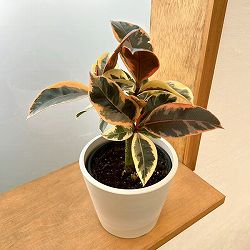 フィカス：ティネケ　3.5号鉢植え　鉢カバー付き(樹脂製鉢カバー・シティローMホワイト)