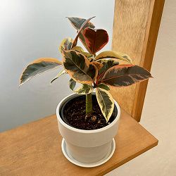 フィカス：ティネケ　3.5号鉢植え　鉢カバー付き(アーバンプランツポットソリッド　ミルク)