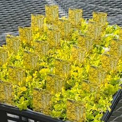 トリフォリウム・イエローリボン黄金葉3号ポット 12株セット