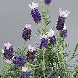 フレンチラベンダー(ストエカス)：わたぼうし　さくら姫3.5号ポット