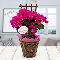 [送料無料][2026年 母の日ギフト][予約]ブーゲンビレア：ベラ（濃桃色）トレリス仕立て 5号鉢植え