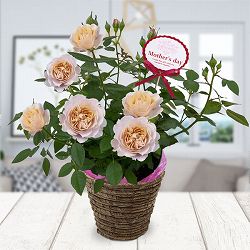 [送料無料][2026年 母の日ギフト][予約]ミニバラ：カーナ・ハニーゴールド5号鉢植え