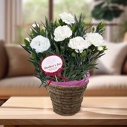 [送料無料][2026年 母の日ギフト][予約]カーネーション：白 5号鉢植え