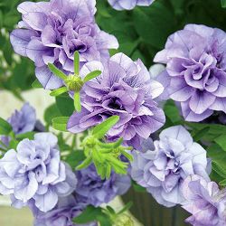 ペチュニア：サフィニア　フリルライラックブルー5号鉢植え (R)