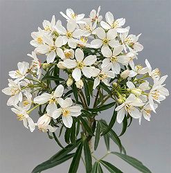 メキシカンオレンジ（チョイシア・テルナータ）： アステカパール4.5号ポット