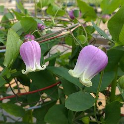 クレマチス：フェルマータピンク6号ポット（ヴィオルナ系）
