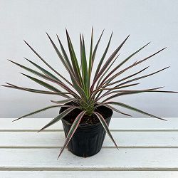 ユッカ：アロイフォリア バリエガータ（斑入り）5号ポット