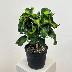 ドラセナ：マッソ二アナ　6号鉢植え