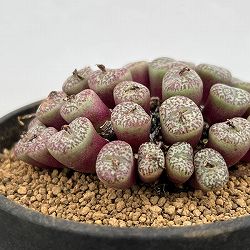 コノフィツム（原種系）：オブコルデルム　ウルシュプルンギアナム3.5号ポット26-02