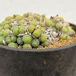 コノフィツム（原種系）：ユビフォルメ メレアグリス 3.5号ポット26-02