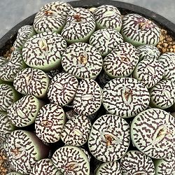 コノフィツム（原種系）：ミニマム　ウィッテベルゲンセ　リトルスプリーフォンテイン　3.5号ポット26-02