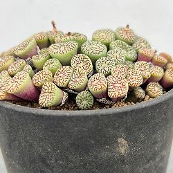 コノフィツム（原種系）：ミニマム　ウィッテベルゲンセ　3.5号ポット26-03