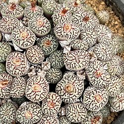 コノフィツム（原種系）：ミニマム　ウィッテベルゲンセ　3.5号ポット26-04