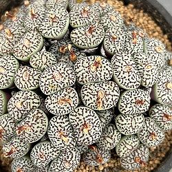 コノフィツム（原種系）：ミニマム　ウィッテベルゲンセ　3.5号ポット26-05