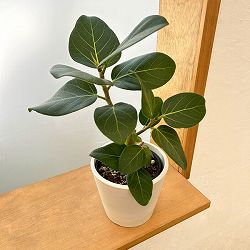 フィカス：ベンガレンシス　オードリー　3.5号鉢植え鉢カバー付き(樹脂製鉢カバー・シティローMホワイト)*