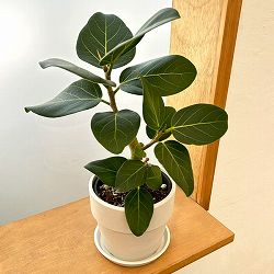 フィカス：ベンガレンシス　オードリー　3.5号鉢植え　鉢カバー付き(アーバンプランツポットソリッド　ミルク)*