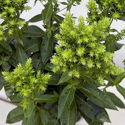 [26年6月中下旬予約]フロックス：グリーンライオン2.5号ポット