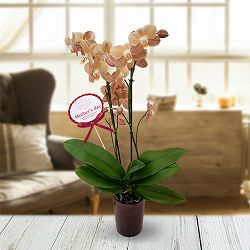 [送料無料][2026年 母の日ギフト][予約]ミディコチョウラン：モナコ2本立ち ラント Lサイズ