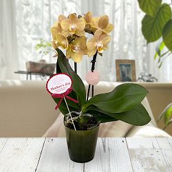 [送料無料][2026年 母の日ギフト][予約]ミディコチョウラン：マロン2本立ち ラント Lサイズ