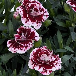 ダイアンサス：チョコレートギフト11cmポット 3株セット