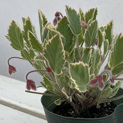 パンジーゼラニウム（斑入り）：ミントシャワー3.5号ポット 3株セット