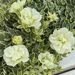 ペチュニア：ホワイトメモリーズ4.5号ポット 3株セット