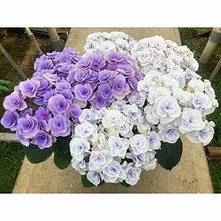 [春の鉢花予約]アジサイ：シャルム（ブルー）とモンテ（ブルー）の2品種植え 5号鉢植え