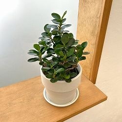 ガジュマル：ミニパンダガジュマル（コパンダガジュマル） 3.5号ポット（盆栽風仕立て）　鉢カバー付き(アーバンプランツポットソリッド　ミルク)