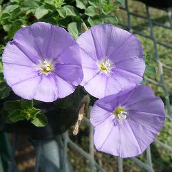 コンボルブルス：ブルー 2.5号ポット