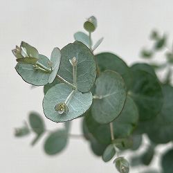 ユーカリ：グニーユーカリ（サイダーガム）5号鉢植え