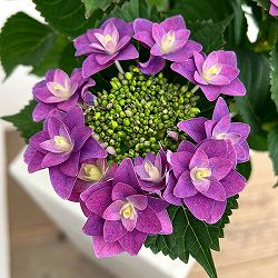 アジサイ：夜の調（ヨルノシラベ）パープル4号鉢植え