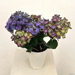 アジサイ：紫紺の揺らぎ（シコンノユラギ）パープル4号鉢植え