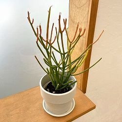 ミルクブッシュ：スティック・オン・ファイヤー3号ポット　鉢カバー付き(アーバンプランツポットソリッド　ミルク)